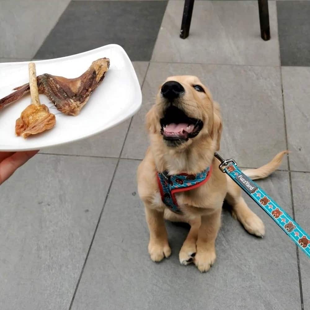 Large dog looking up at treats on a plate at dog friendly cafe in Bayside and Peninsula