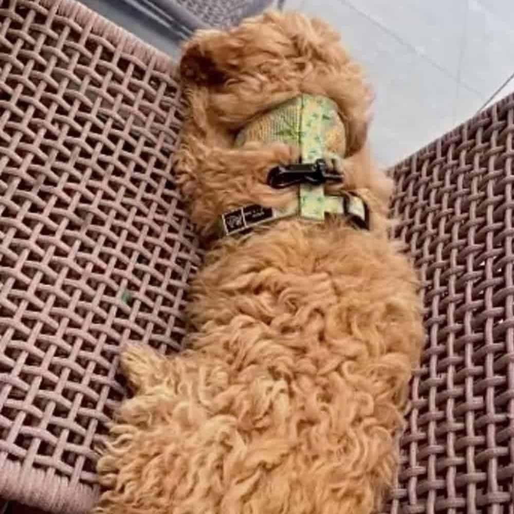 Small dog sitting on a chair at dog-friendly cafe in Melbourne