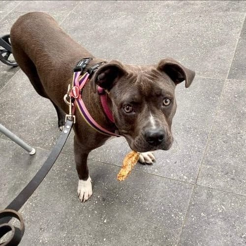 Dog with floppy ears looks up at the camera, holding a treat gently in its mouth at dog-friendly cafe in Melbourne