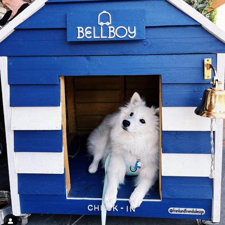 A white dog lounges comfortably in a blue dog house at a dog-friendly cafe in Melbourne, surrounded by cushions and toys