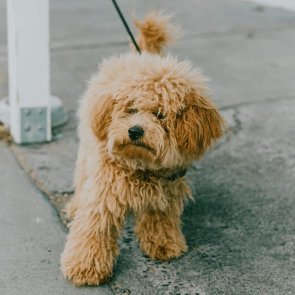 small dog in Bayside and Peninsula's dog-friendly cafe outdoor seating