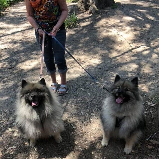 Two dogs in their leash are seen smiling and looking up at the camera outside this dog friendly cafe in Melbourne