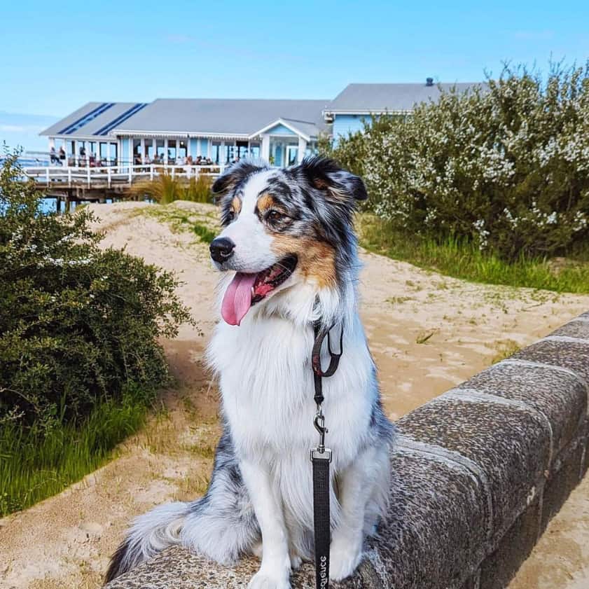 Dog standing in front of a dog friendly eatery in Melbourne