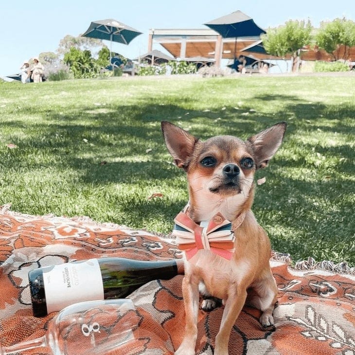 Small dog sitting outside this pet friendly cafe in Melbourne with blanket underneath and some wine