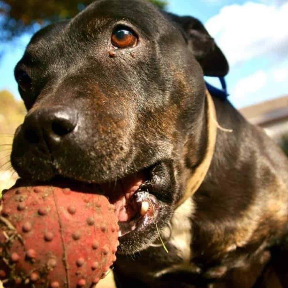 dog playing with a ball in its mouth in this pet friendly restaurant in Melbourne