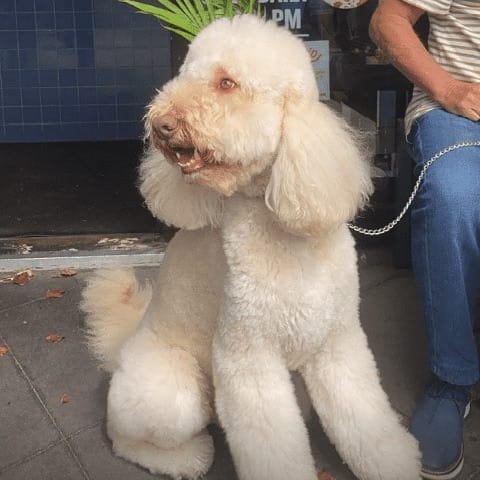 White dog is standing outside a pet friendly restaurant in Melbourne