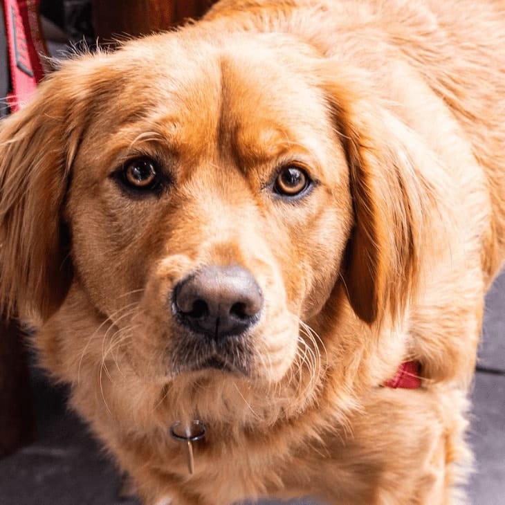 Beautiful closuep of a dog in a pet friendly restaurant in Melbourne