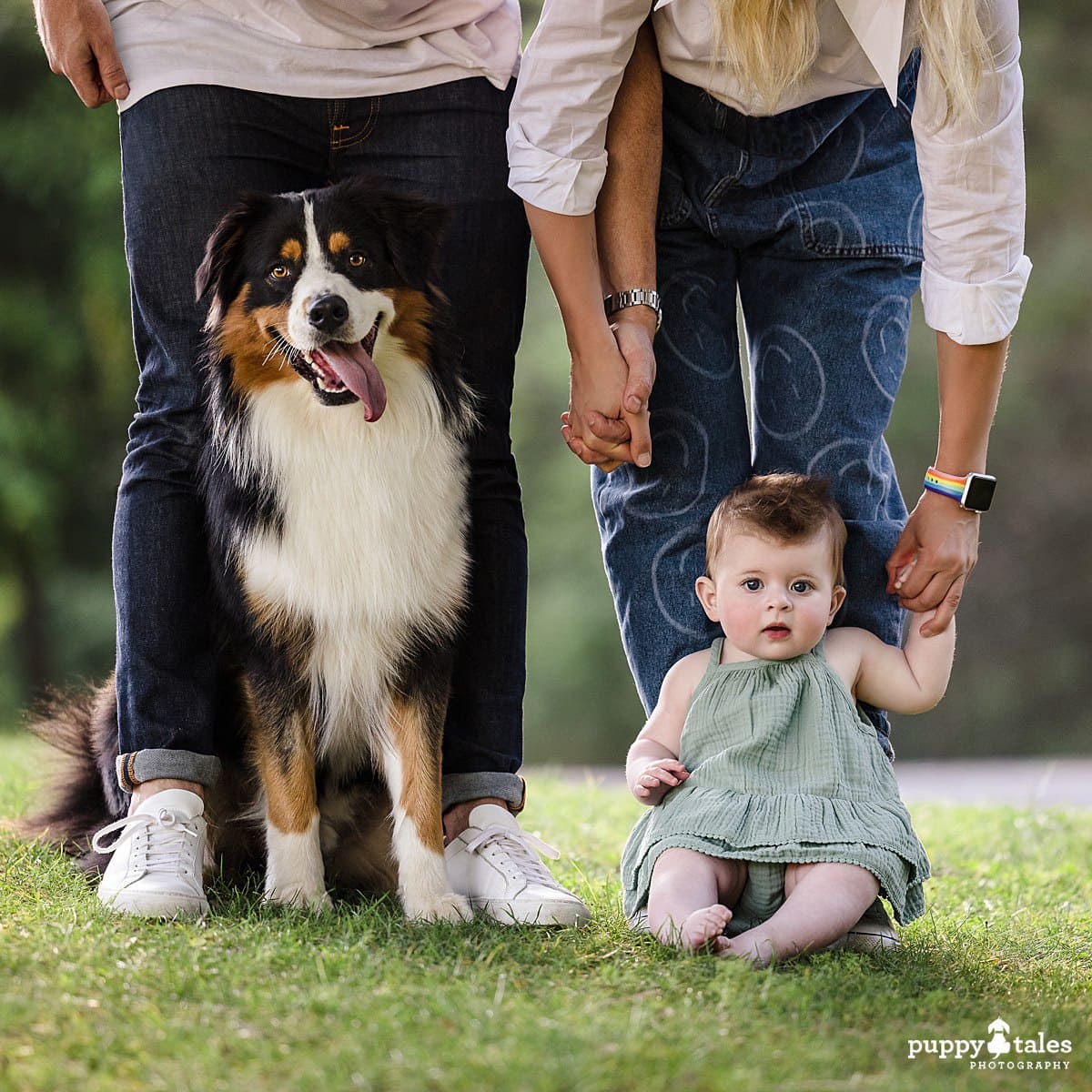 Dog photography session with Momo the Australian Shepherd and her family