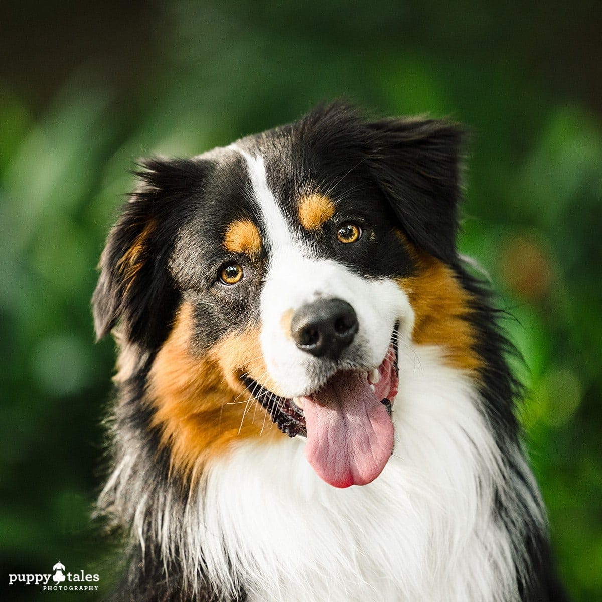 Gorgeous closeup of Momo for her dog photography session
