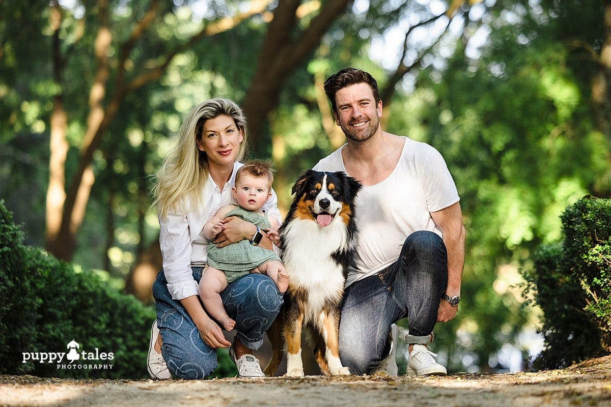 Momo the Australian Shepherd has a dog photo session with her family in Berwick