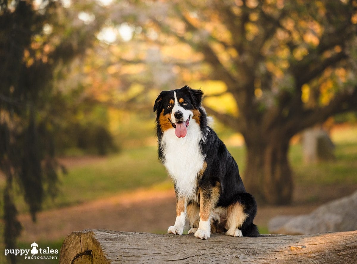 An Australian Shepherd named Momo has a dog photo session with her family
