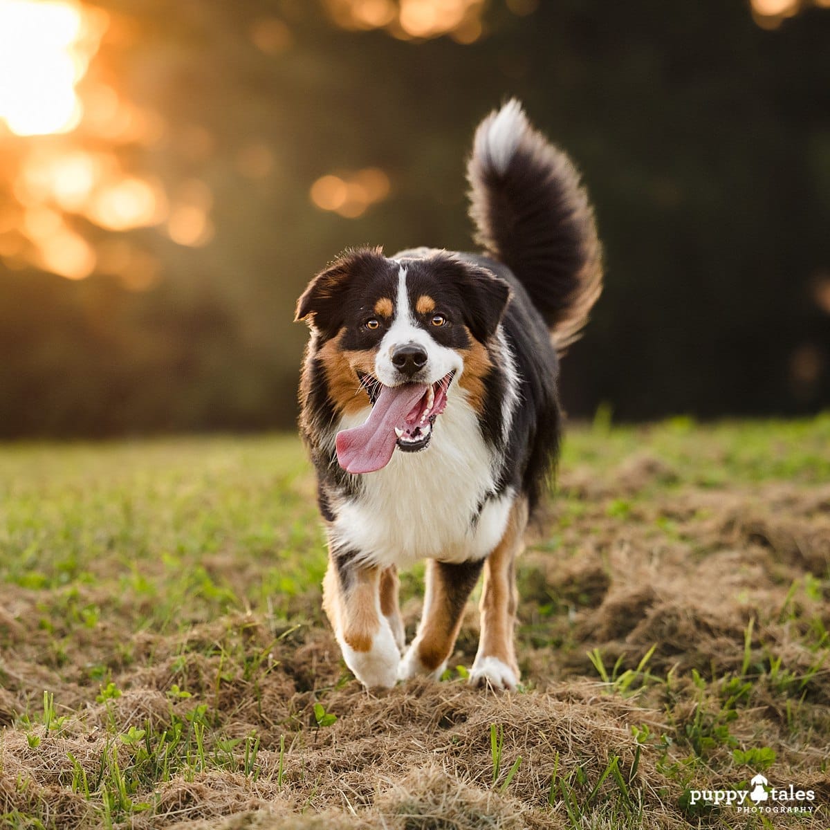 Momo the Australian Shepherd having the time of her life for her dog photography session