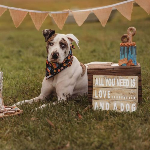 Moose scaled e1673608126728 500x500 1