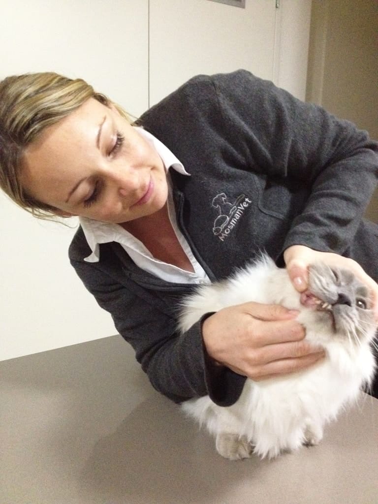 Cat getting its teeth checked