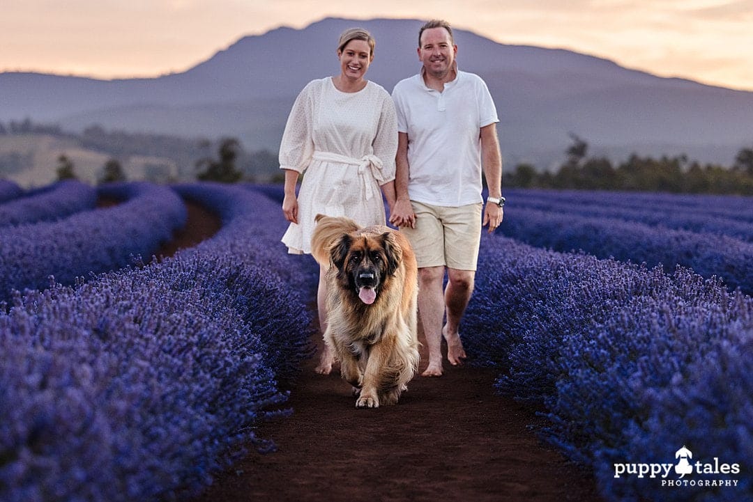 Nalah is looking beautiful in the lavender fields with her humans