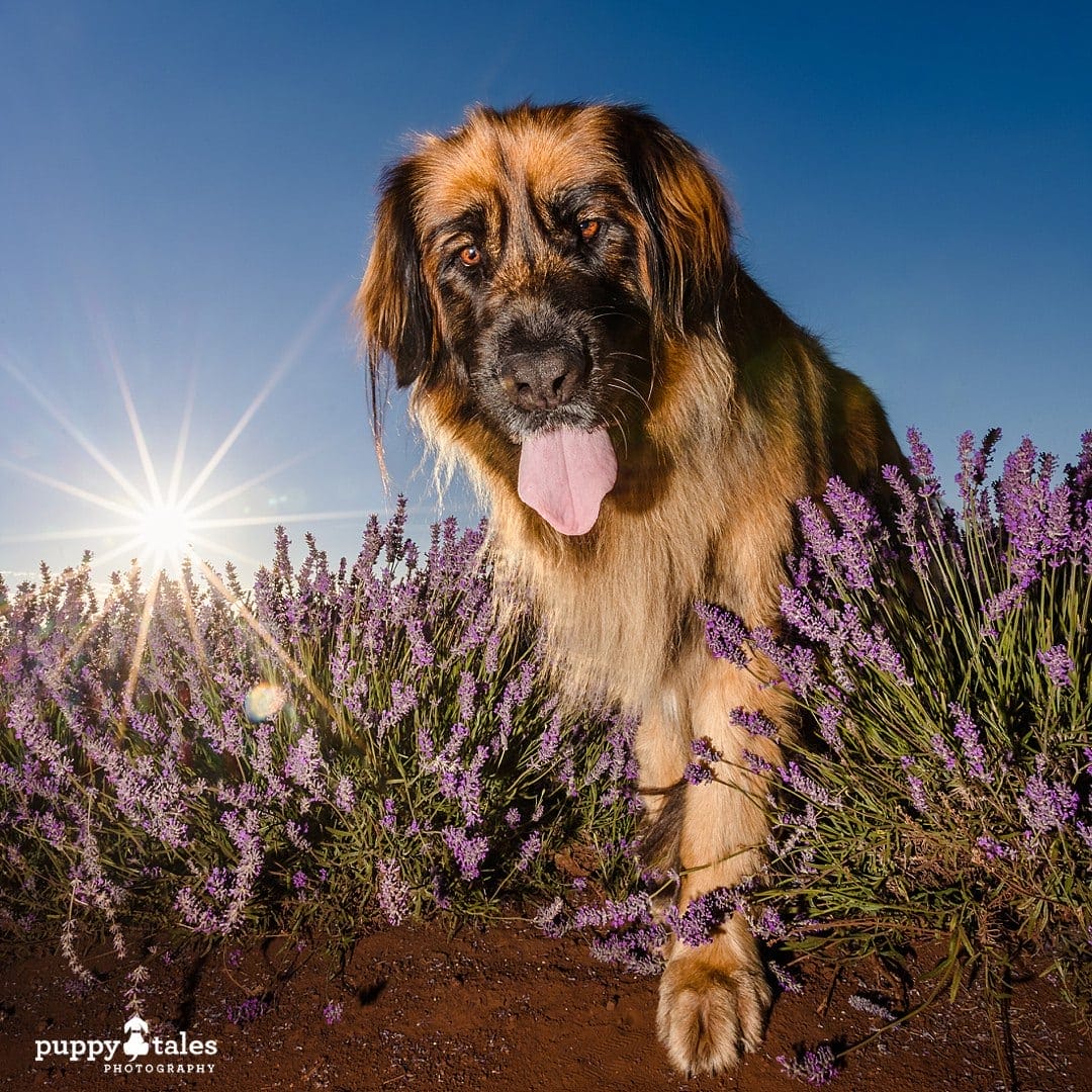 Beautiful dog photo in Tasmania between the lavenders