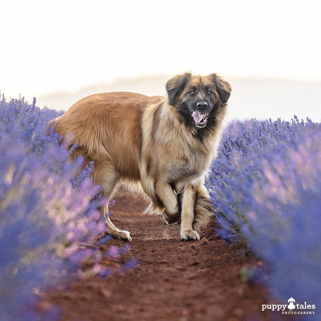 Nalah the Leonberger having the time of her life in her dog photography session in Tasmania
