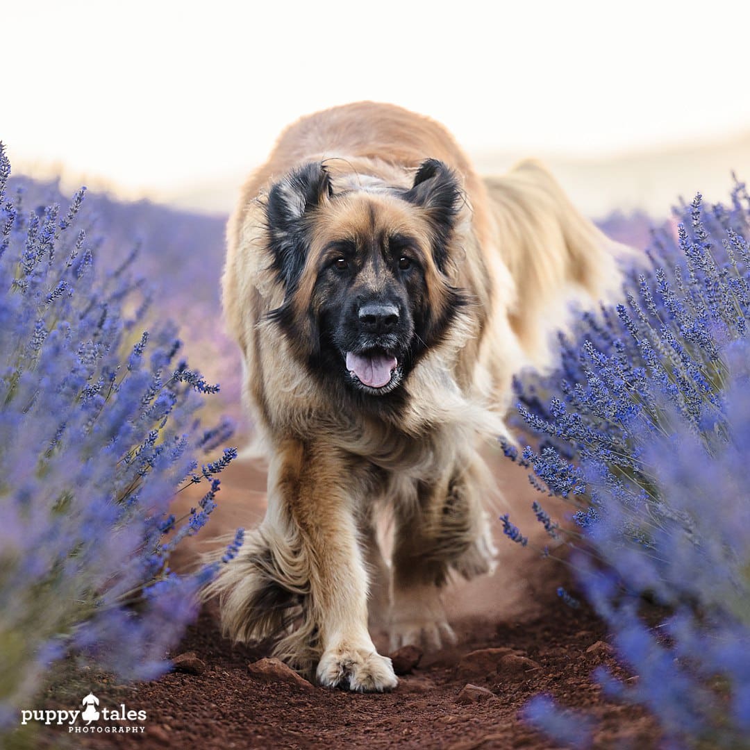 Stunning dog photography session in Tasmania with Nalah the Leonberger