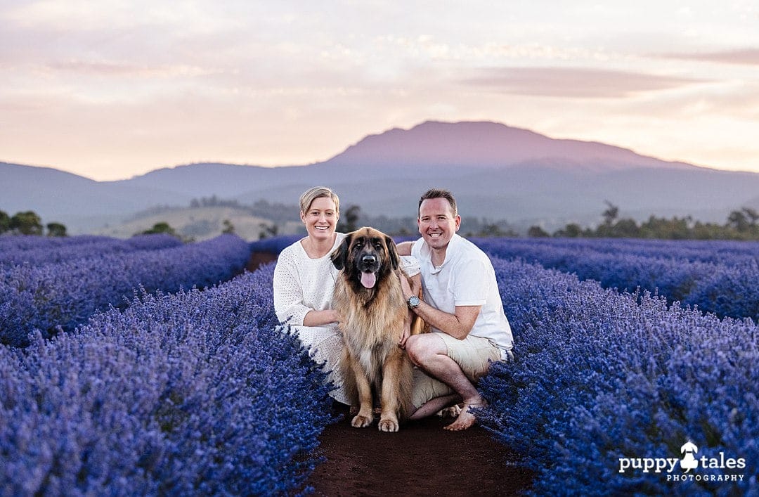 Dog photography session in Tasmania with Nalah the Leonberger and her humans