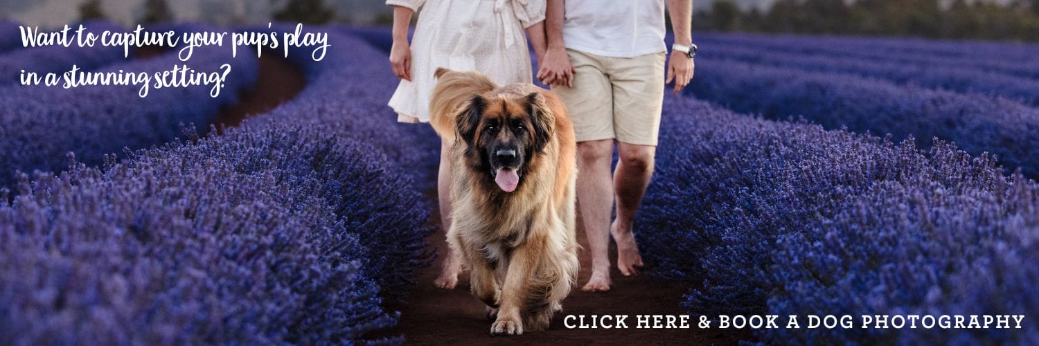 Capture your pups play in a stunning setting by booking a pet photography session