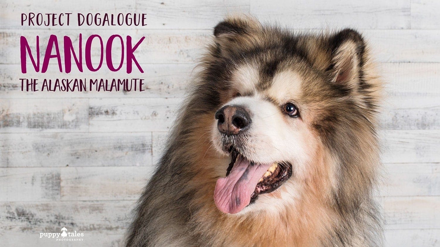 Nanook, the nine-year-old, long-haired Alaskan Malamute was photographed in Puppy Tales' Project Dogalogue. This is his human Kerryn's tale of life with Nanook.