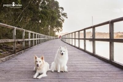 Narooma to Dalmeny Walk Dog Friendly Walk