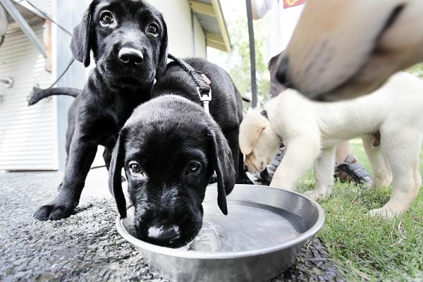 new prison pups