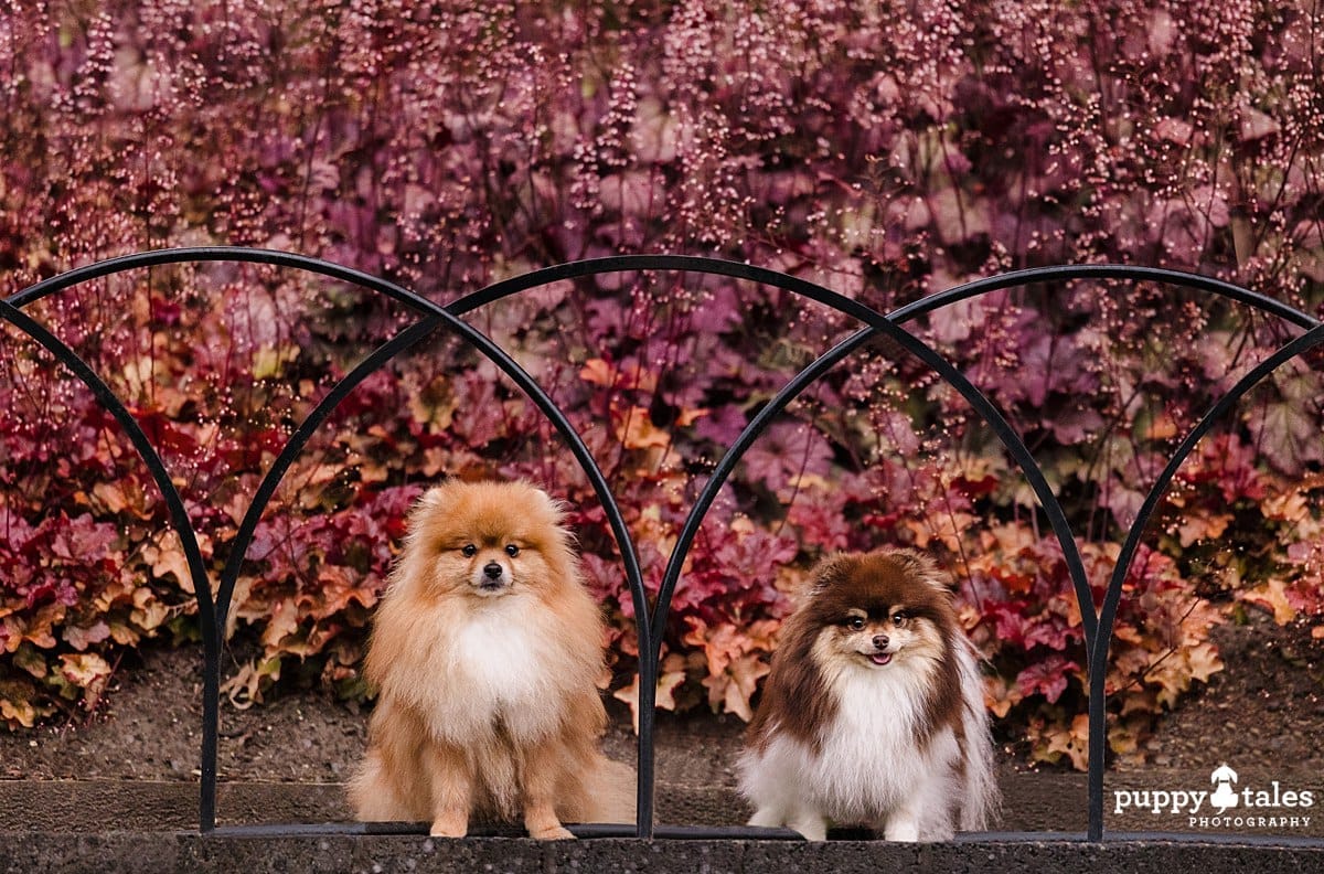 Obi and Adia the Pomeranians for a dog photo session in Berwick