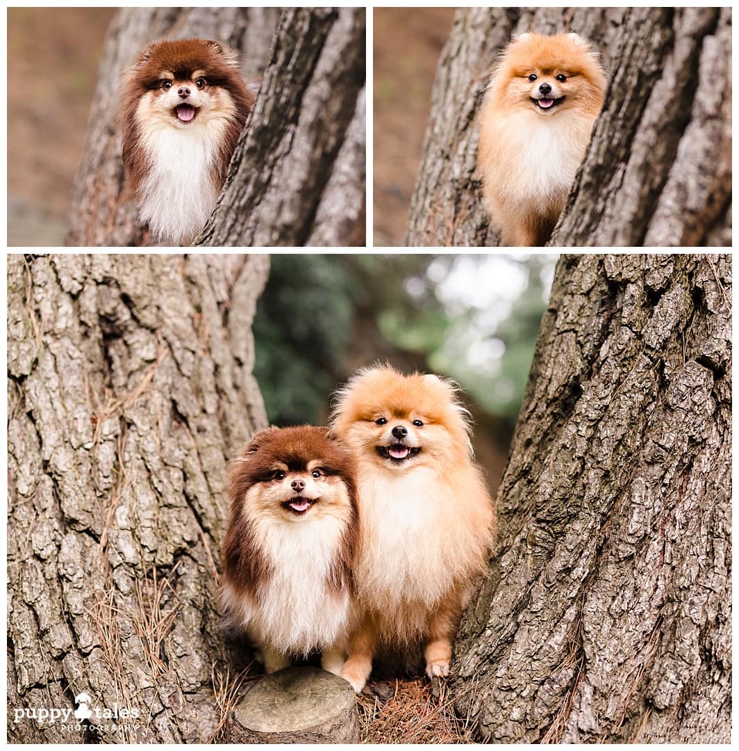 Two Pomeranians photographed in Berwick