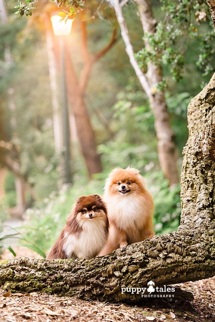 Cute dog photos in Berwick featuring two Pomeranians
