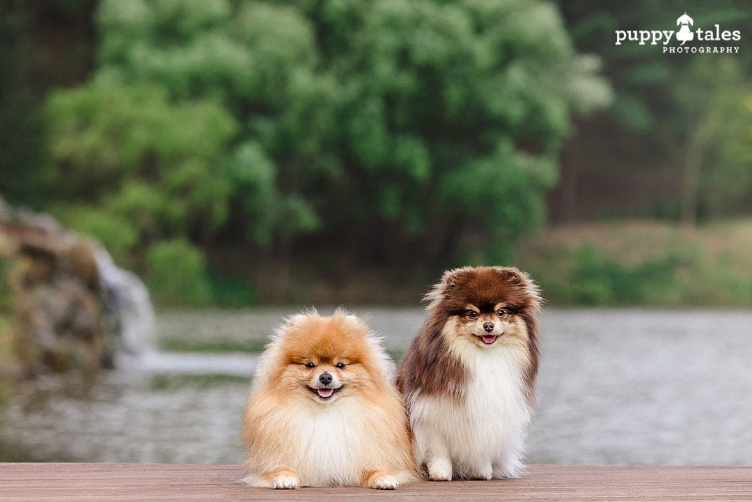 Obi and Adia look cute as ever for their dog photos in Berwick