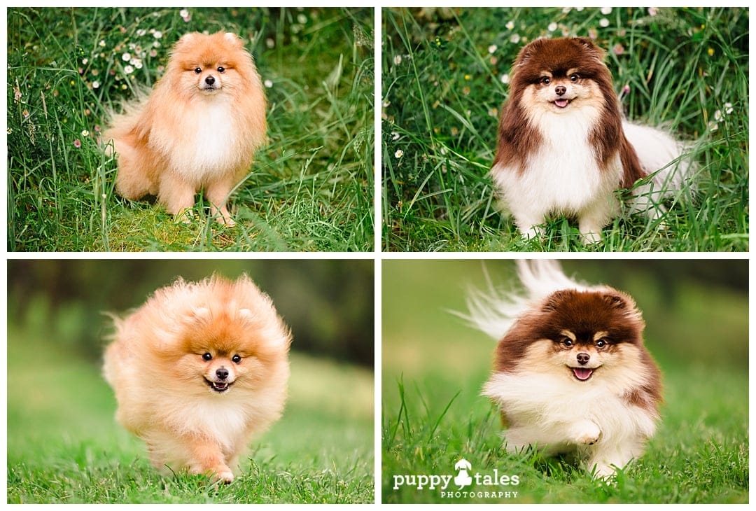 Adia and Obi having fun in their dog photography session in Berwick