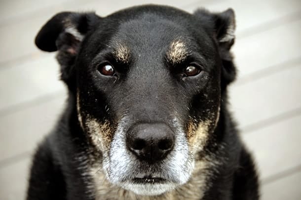 Older dog