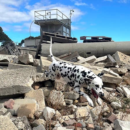 Orca-Dalmatian-web