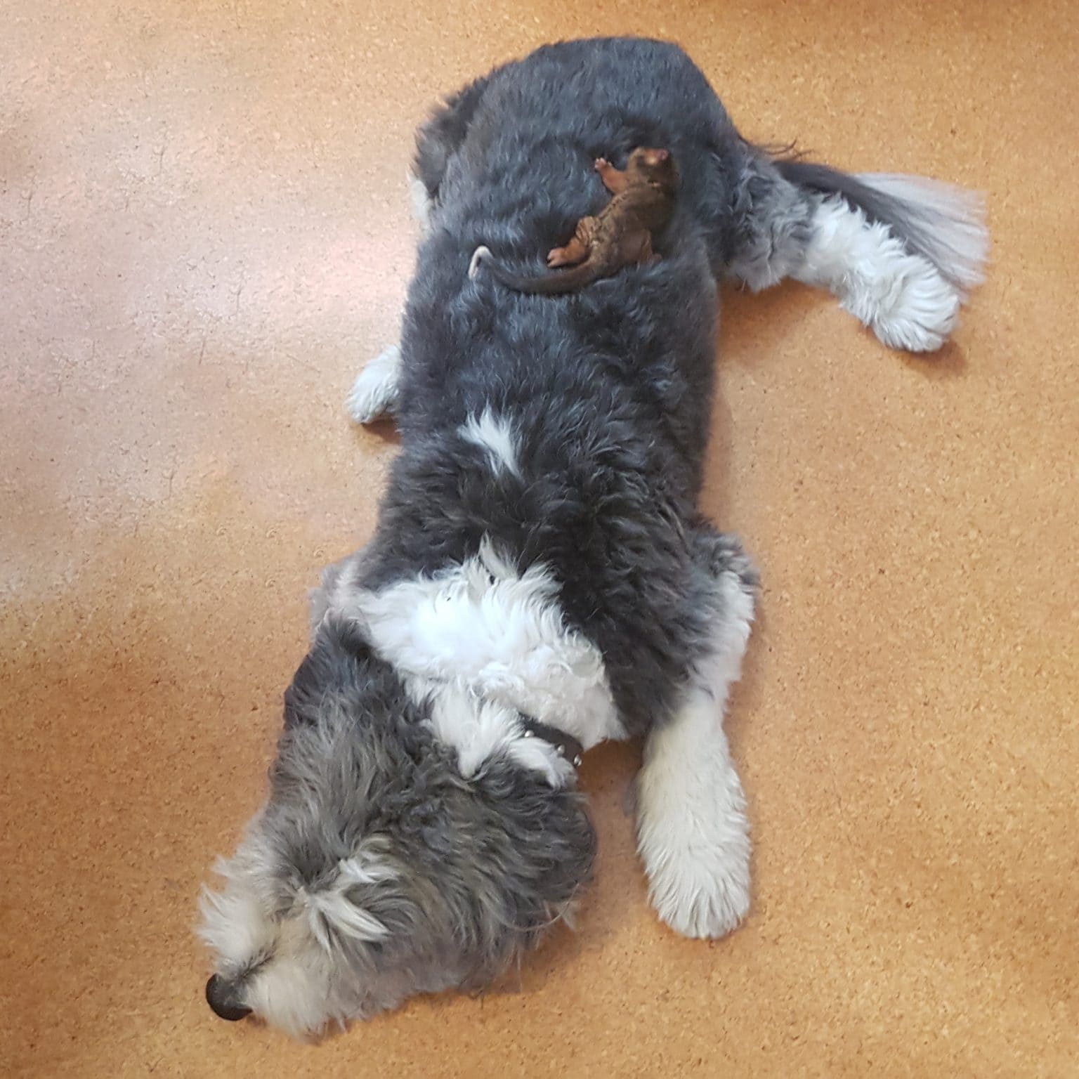 Oscar-Bearded-Collie-X-square-1536x1536