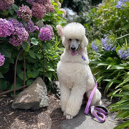 Panda-Standard Poodle-web