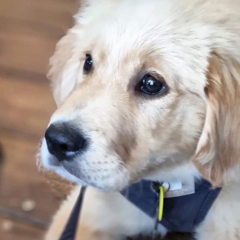 Dog enjoys the scene at a dog friendly cafe in Melbourne