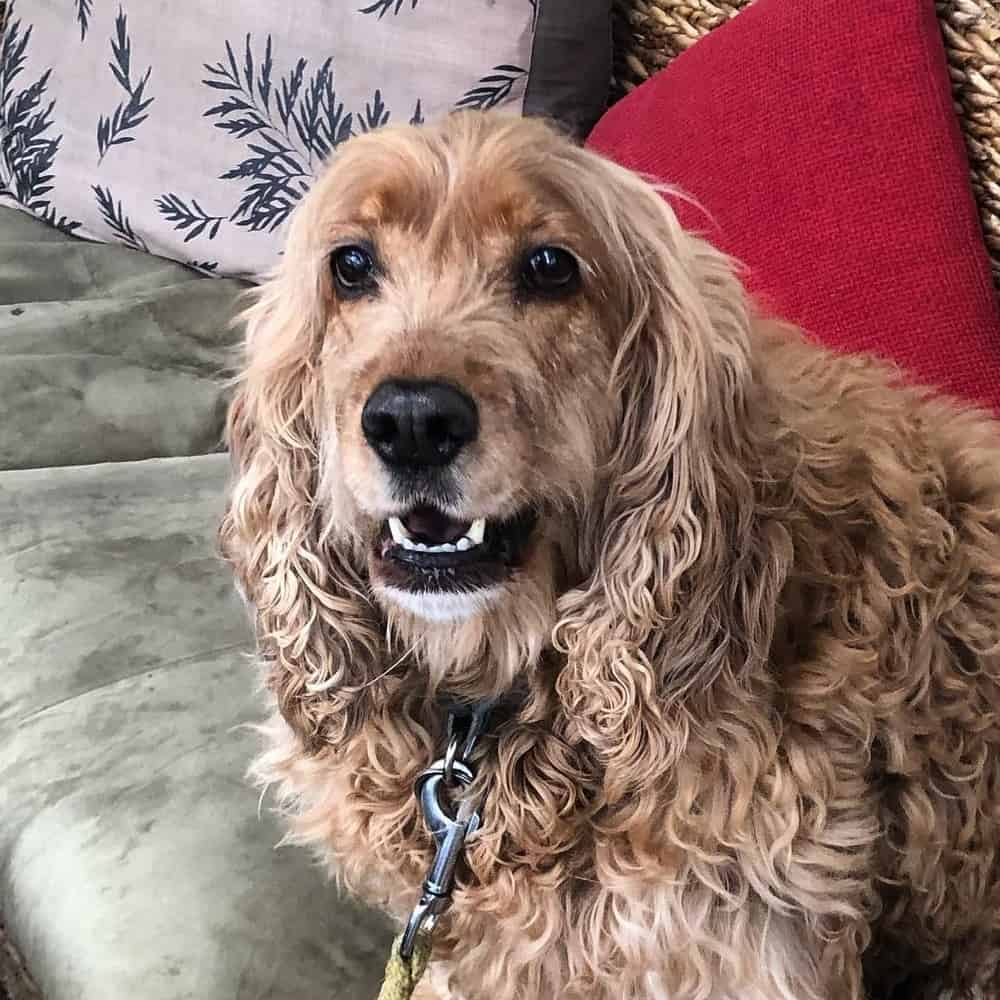 Large dog looking at the camera as it sits on one of the sofa chair of this pet friendly cafe in Melbourne