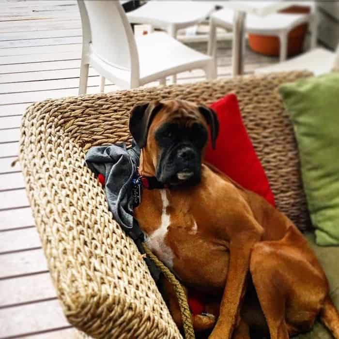Large dog sitting on the pet friendly cafe outside Eastern Melbourne's outdoor sofa with plenty of pillows