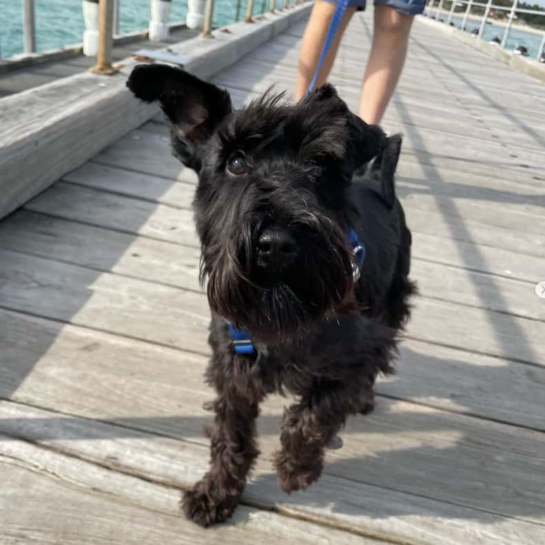 Happy dog captured outside pet friendly cafe in Melbourne
