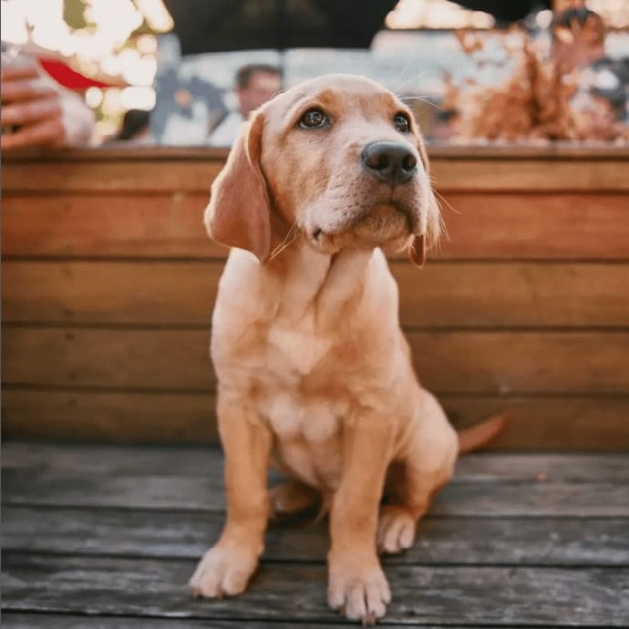 A puppy placed on top of the benches in this pet friendly cafe in Melbourne. there are people in the background dining