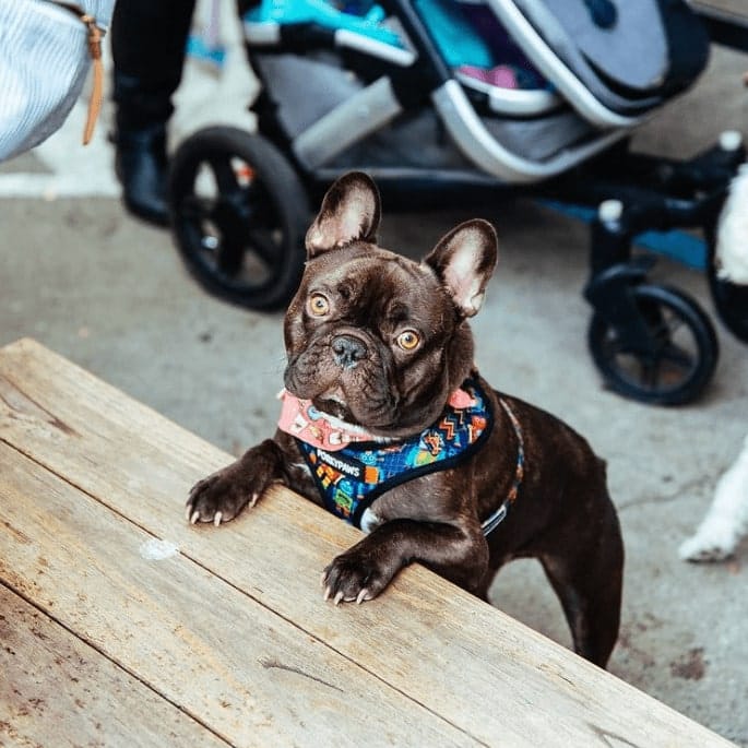 Dog standing with paws on the table in this pet friendly cafe in Melbourne
