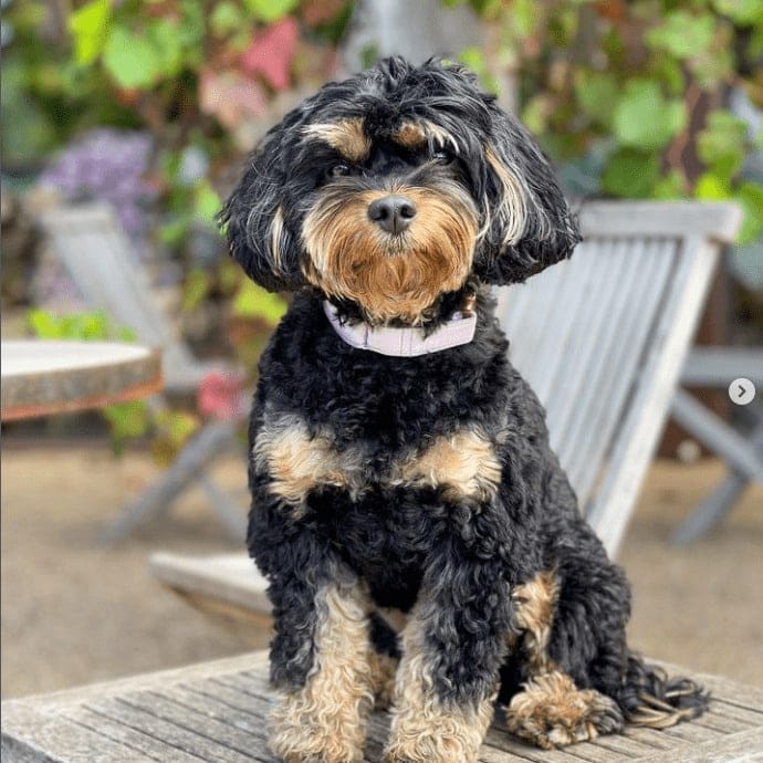 Gorgeous view of a fluffy dog in one of the outdoor dining area of this pet friendly cafe in Melbourne