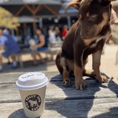 Outdoor dining area of pet friendly cafe with cute dog perched on table with a cup of coffee