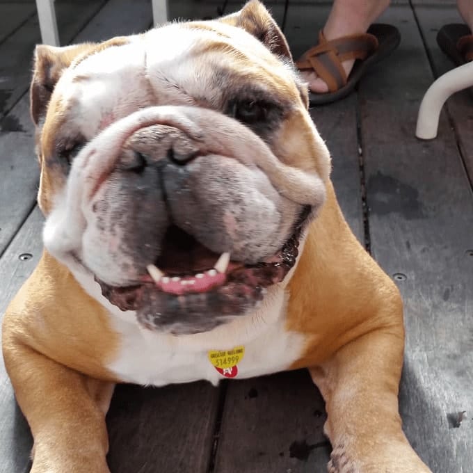 Cute closeup of a dog smiling for the camera in a dog friendly cafe in Melbourne