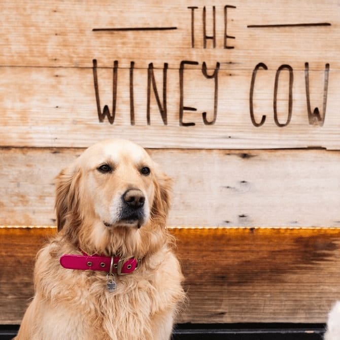 Dog posing in front of pet-friendly cafe in Melbourne logo