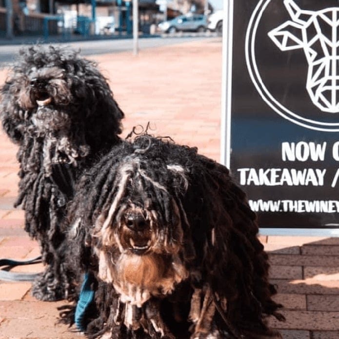 Canines cozy up outside a Bayside and Peninsula pet-friendly cafe