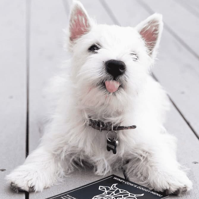 A cute small dog with cafes menu in pet-friendly cafe in Melbourne
