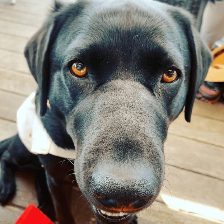Closeup photo of a black dog in a pet friendly restaurant in Melbourne