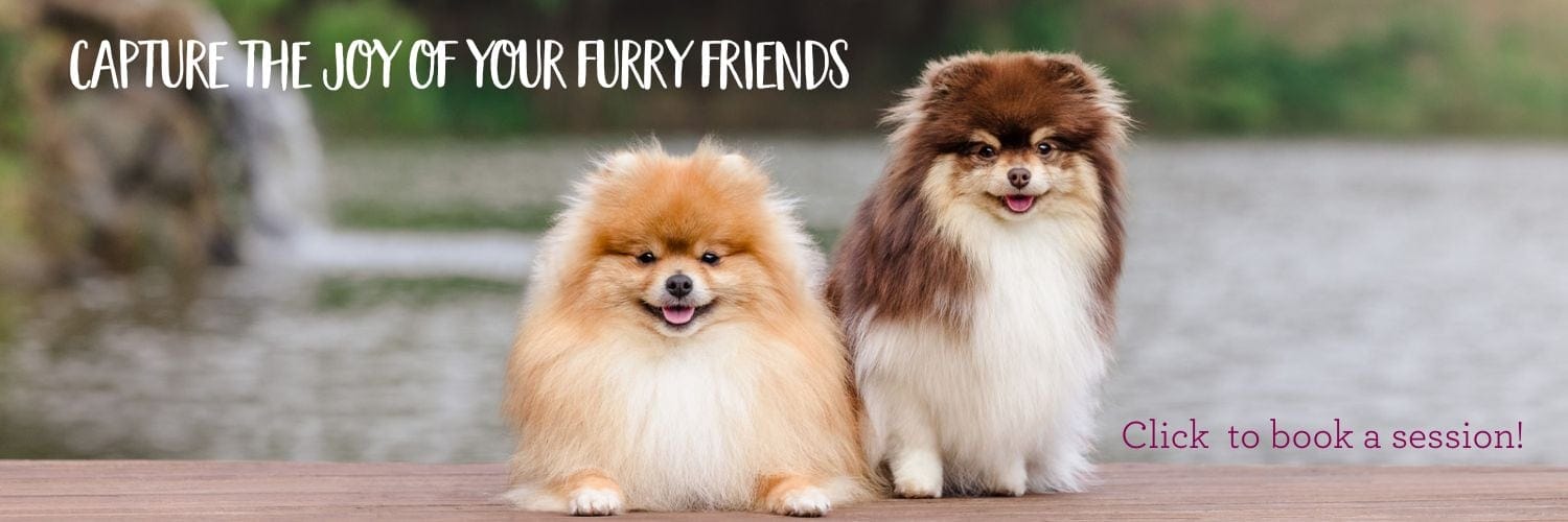 Capture the joy of your furry friends by booking a dog photo session